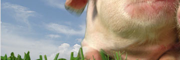 Pigs are our friends, not food